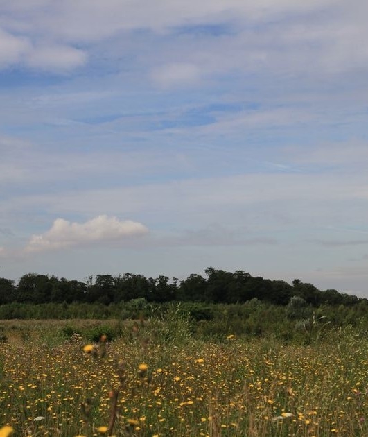 De herinrichting van de groeve